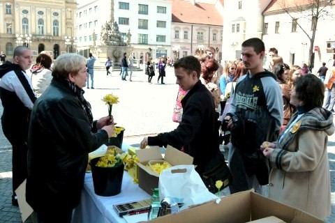 Narcisy priniesli onkologickým pacientom viac peňazí