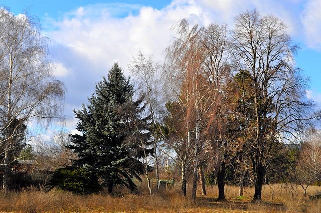 Stromy musia preč, zavadzajú nákupným centrám