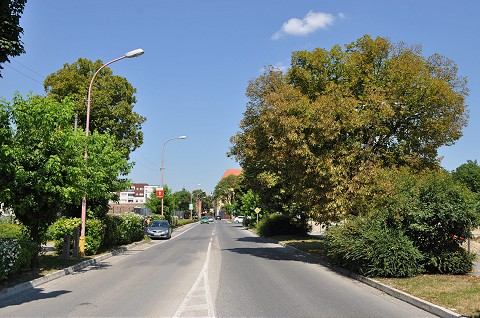 Za veľké výruby v Trnave prišli na účet mesta rekordné čiastky