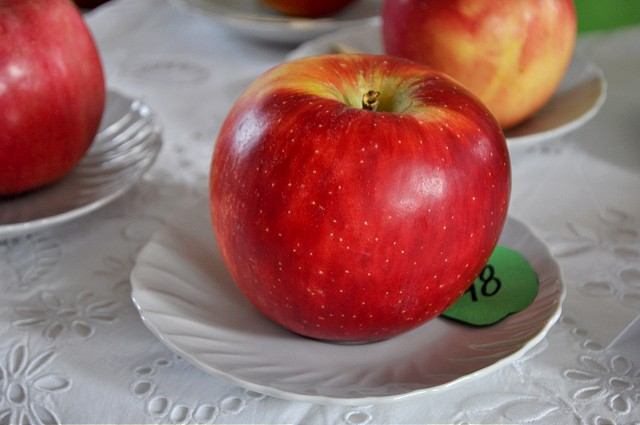 Za najkrajšie jablko v Trstíne vyhlásili Rubín z Bolerázu