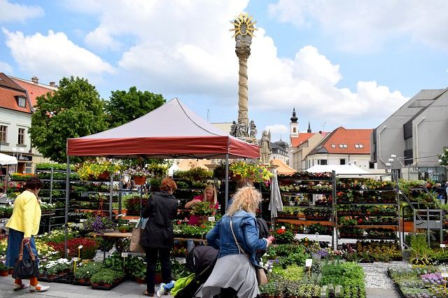 Centrum Trnavy sa zmenilo na zelené, rozkvitlo Májovým kvetom