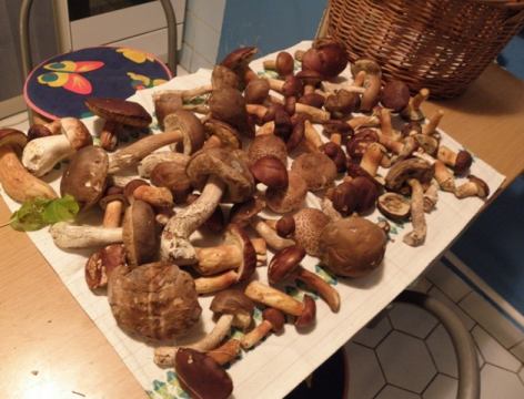 Správa od hubárskeho boha: Rastú!