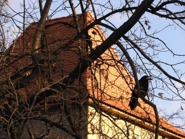 Ľudia sa sťažujú na skoré budíčky od havranov