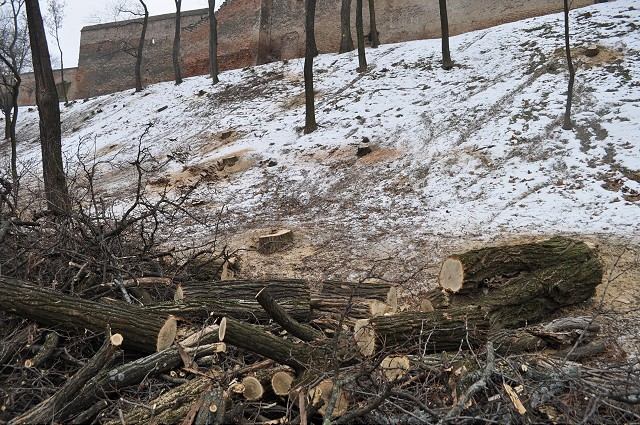 Petíciu proti výrubu stromov na Hlbokej ulici podpísalo za tri dni zhruba sto ľudí