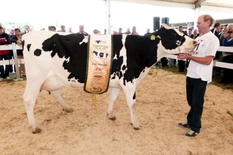 VIDEO: Chovatelia holštajnského dobytka volili miss medzi kravami