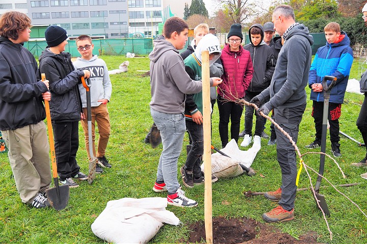 Na dvoch trnavských školách vysadili odrody tradičných ovocných stromov