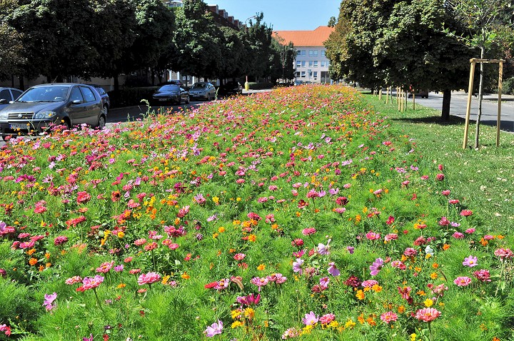 V Trnave vzniknú kvitnúce lúky, najväčšia bude na Hlbokej pod hradbami