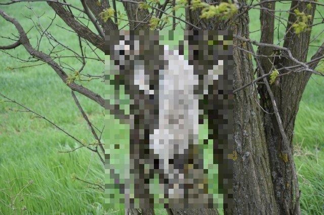 Otrasné! V Radošovciach a Jaslovských Bohuniciach našli na stromoch mŕtve mačky