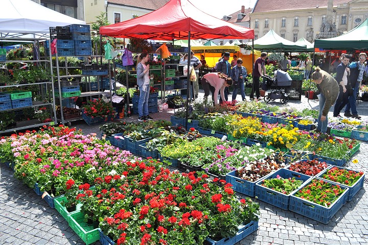 Májový kvet v centre Trnavy rozkvitne už vo štvrtok