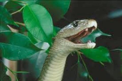 Mamba zaútočila na chovateľa, v kóme leží v nemocnici