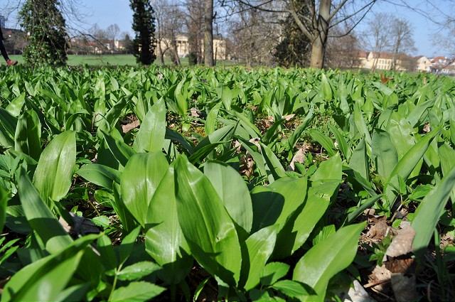 Hľadáte medvedí cesnak? V Dolnej Krupej pokryl veľkú časť parku