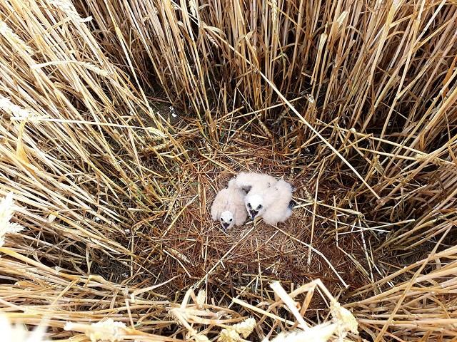 Poklad v obilí pri Chtelnici: Ornitológovia objavili hniezdo vzácneho dravca