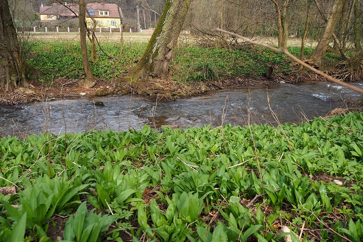 Medvedí cesnak už rozvoniava v Horných Orešanoch, Dolnej Krupej aj ďalších lokalitách