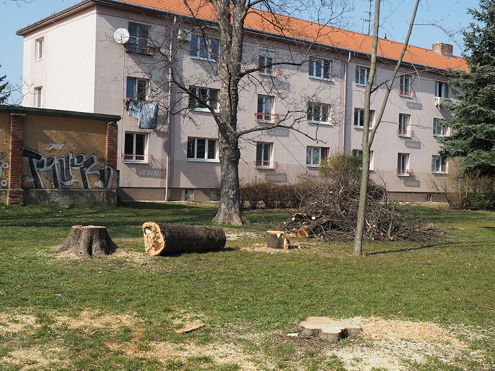 V Parku Janka Kráľa v Trnave pre zlý zdravotný stav vyrúbu desiatky stromov
