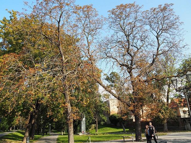 Pagaštany konské v Trnave napadol škodca, ekologický boj na neho zatiaľ nezaberá
