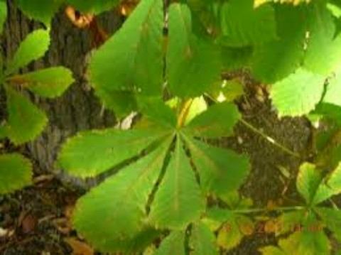 Mesto chráni pagaštany proti ploskáčikovi postrekom