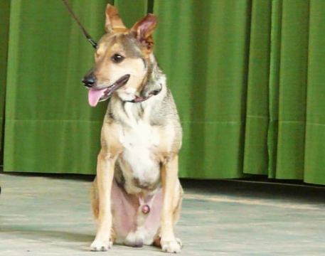 POZVÁNKA NA SOBOTU: Štyri nohy, jeden víťaz