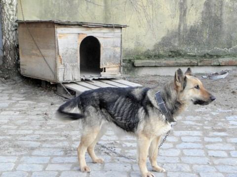 Kaštieľsky pes v Dolnej Krupej trpí v hrozných podmienkach a čaká na smrť