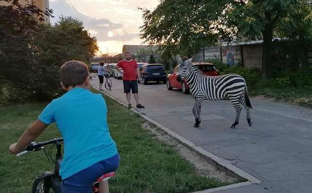 Scéna ako z rozprávky Madagaskar! Po piešťanskom sídlisku behala zebra