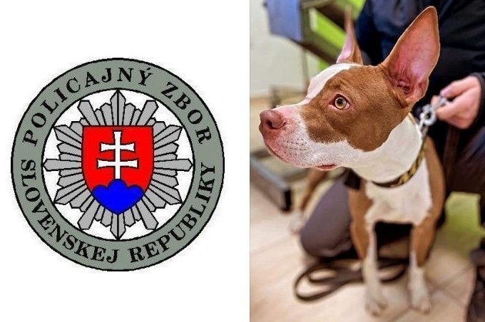 Neľudská krutosť! Fenku našli uviazanú o koľajnicu, kadiaľ premávajú vlaky
