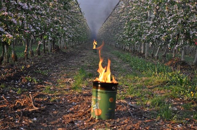 V okolí Piešťan už ovocinári v sadoch kúria, čaká ich niekoľko nocí bez spánku