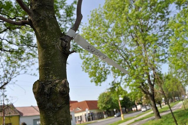 Na Rybníkovej ulici vyschla už viac ako polovica novovysadených platanov
