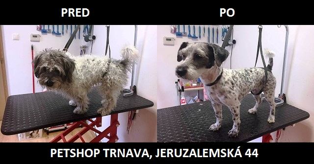 Ošetria srsť, ostrihajú či spravia účes: Psíky chodia z trnavského Petshopu spokojné
