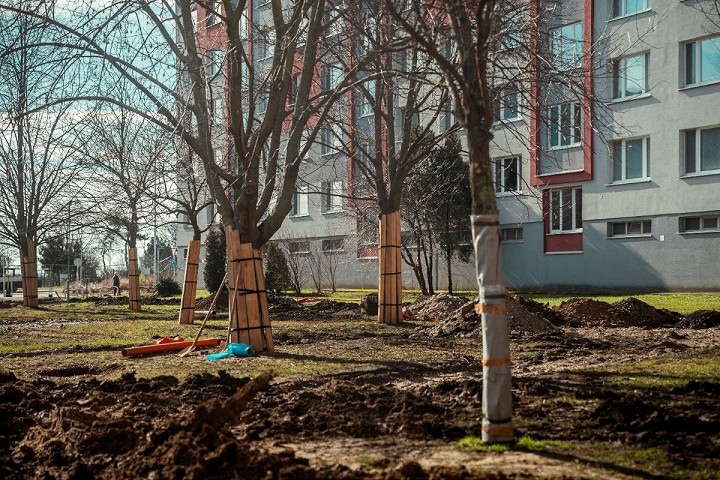 Trnava niektoré stromy pred výrubom zachránila, dostali druhú šancu