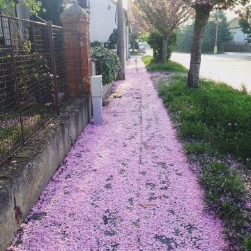 Nádherná scenéria: Príroda zmenila chodník na Štúrovej ulici na ružový koberec