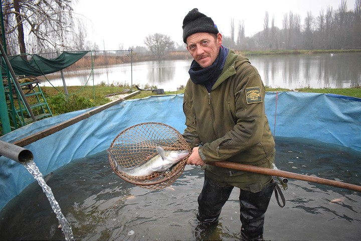 Ryba na Vianoce? V trnavskom Kamennom mlyne je už predaj v plnom prúde