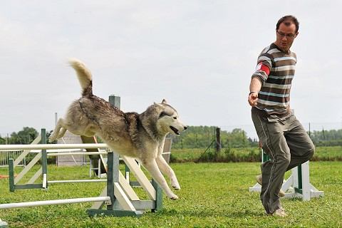 Súd sa zastal trnavských psov, náhubky nosiť nemusia