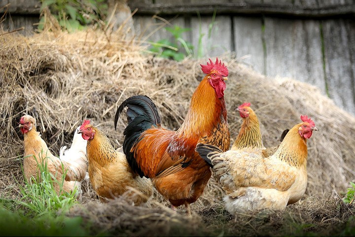Pre vtáčiu chrípku v Šúrovciach sprísnili farmy v okolí opatrenia vo svojich chovoch