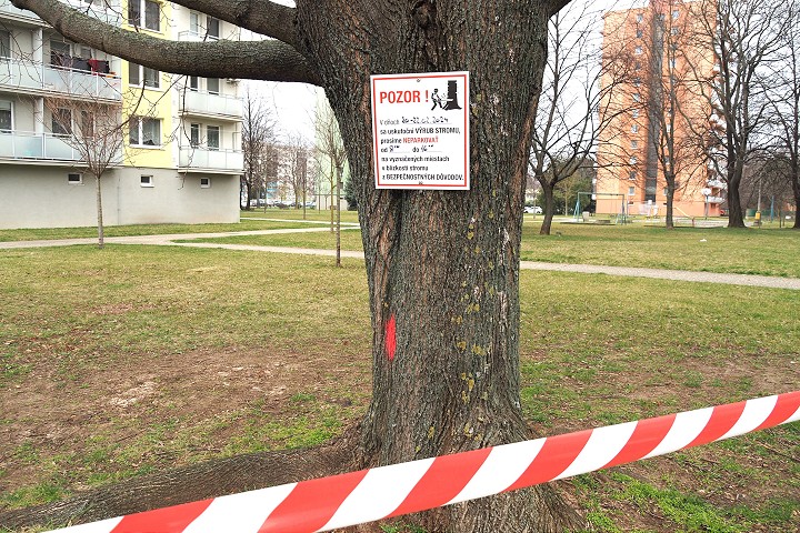 Na Spartakovskej ulici budú rúbať stromy, zavadzajú teplovodu