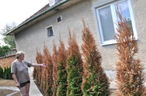 VIDEO: Susedia sa tridsať rokov hádajú pre okno, odniesli si to tuje