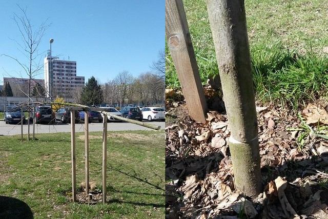 Choré! Na Družbe opäť niekto spiloval vysadené stromy