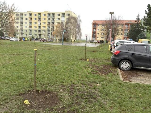 Za spílené stromy hrozí páchateľovi až rok väzenia