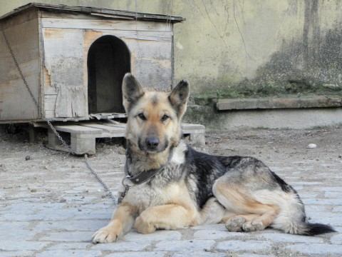 Veterinári rozhodli. Sučku v Dolnej Krupej majitelia netýrali 