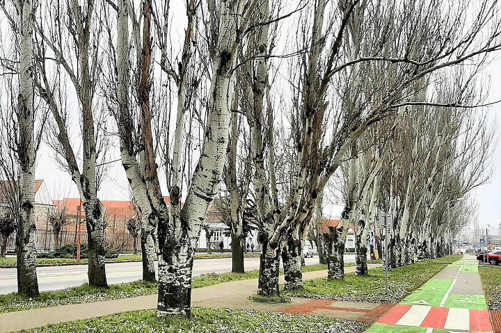 Na Rybníkovej ulici plánujú vyrúbať značnú časť topolovej aleje