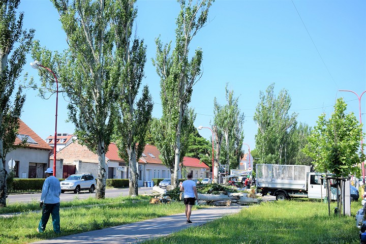 Na Rybníkovej ulici začal masívny výrub topoľovej aleje