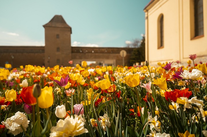 Trnava rozkvitla farbami tulipánov a narcisov, v meste sú ich vysadené tisícky