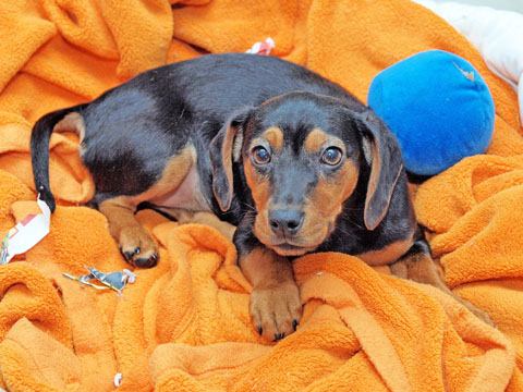 Adoptovaní psi z trnavského útulku budú oslobodení od dane