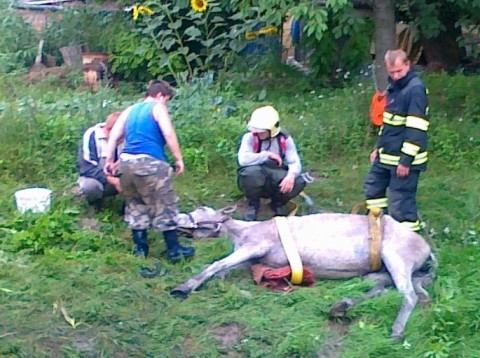 ROZŠÍRENÉ: Kôň nemôže za to, že sa topil v bahne