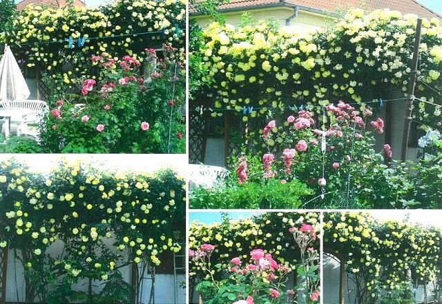 Najkrajšie zelené záhrady a balkóny majú na uliciach Bulharská, Hospodárska a Sladovnícka