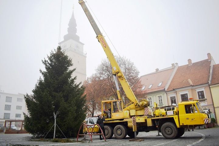 FOTO: Na Trojičnom námestí už stojí vianočný strom, býval útočiskom pre sovy