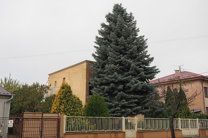 Tohtoročný vianočný strom v Trnave bude mimoriadne krásny, privezú ho z Kopánky
