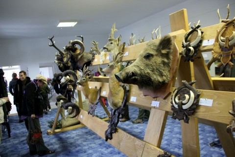 Počasie poľovníkom zmarilo plány, vystavovali len trofeje