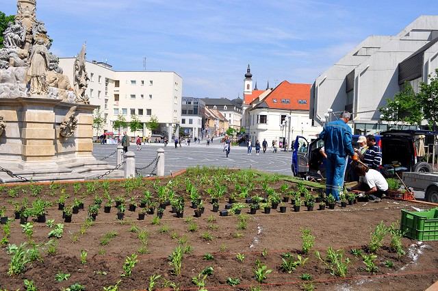 Na Trojičnom námestí a pri Hrubom kostole vysadia kvetinové záhony