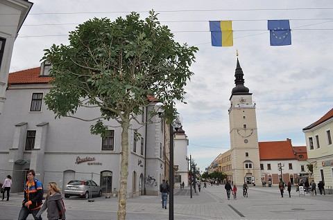 Radnica na jeseň vysadila vyše dvesto odrastených stromov