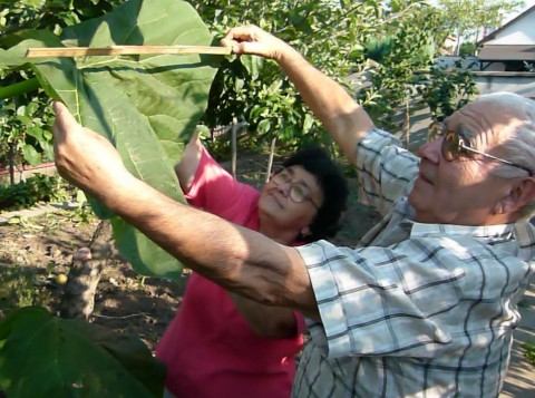 VIDEO: BOTANICKÁ ZÁHADA: Štvormetrové čudo v záhrade